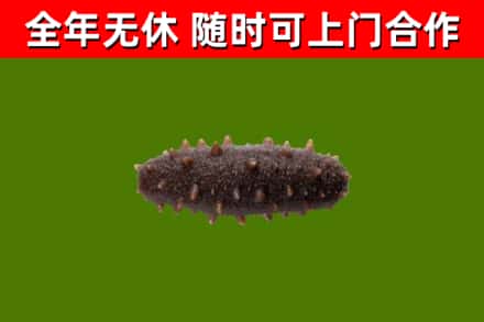 东方市烟酒回收干海参.jpg